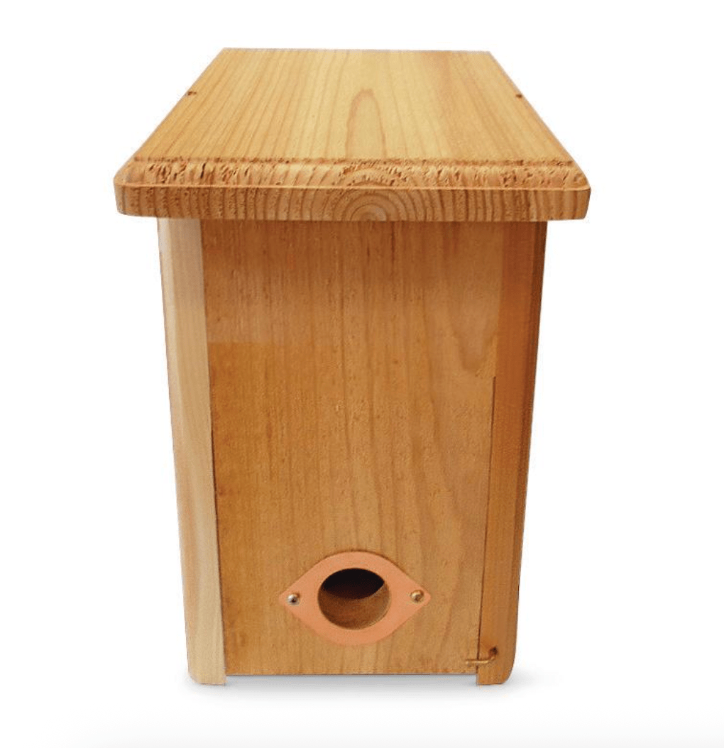 roosting box, where do birds go when it rains